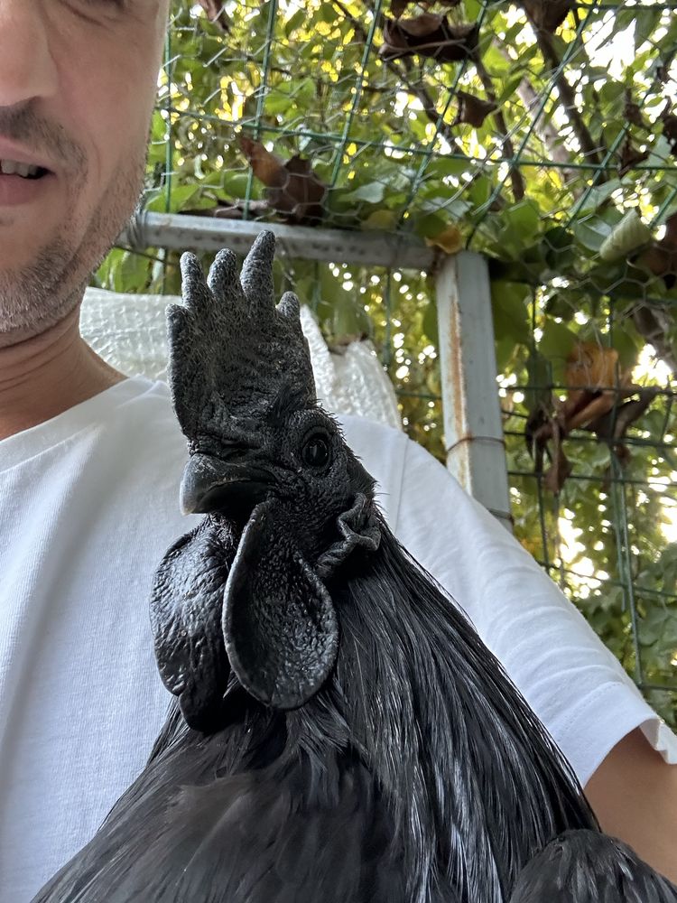 Ayam cemani, gaini complet negre, rasa pura .Oua de incubat