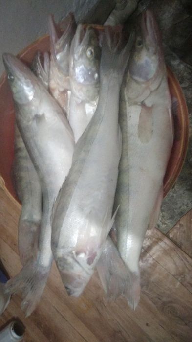 Свежие судаки ,судачки