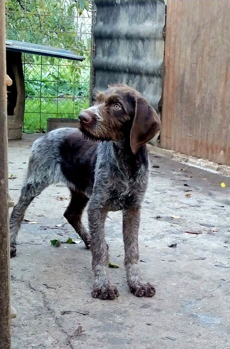 Pui brac german cu păr sârmos