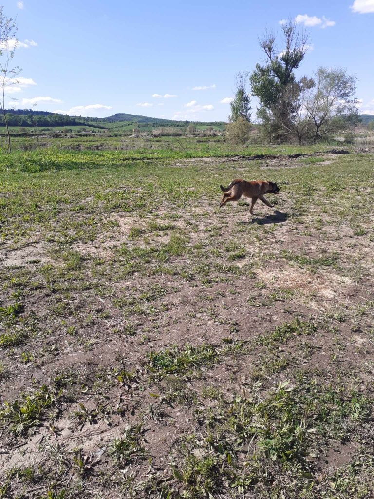 Vând Ciobānesc Belgian Malinois