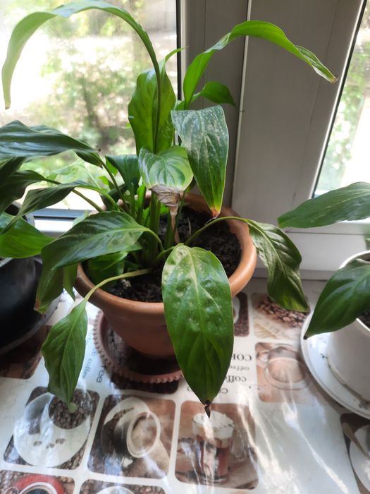 Цветы комнатные купидон женское счастье. Хлорофитум.каланхое Алоэ.