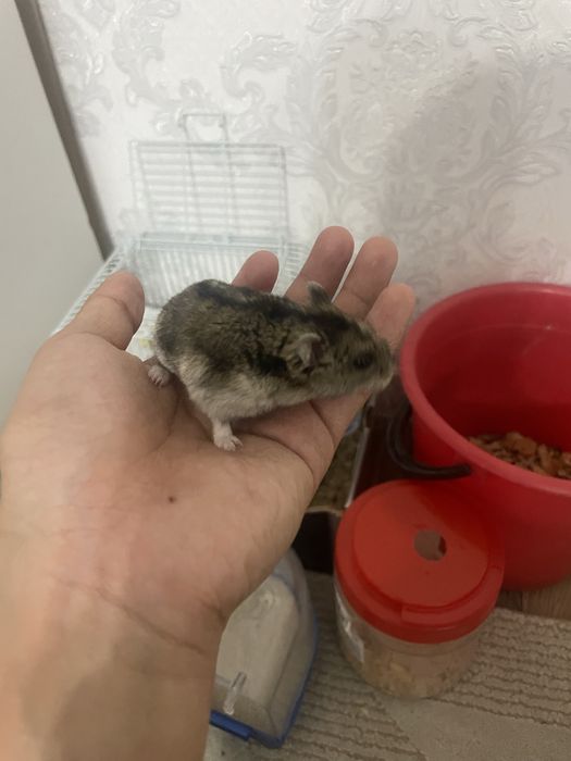 Хомяки джунгаские