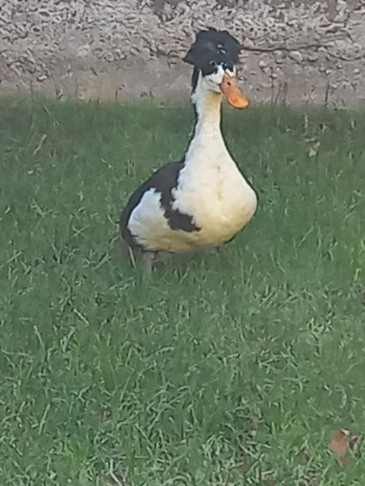 Vand    Rate cu montata