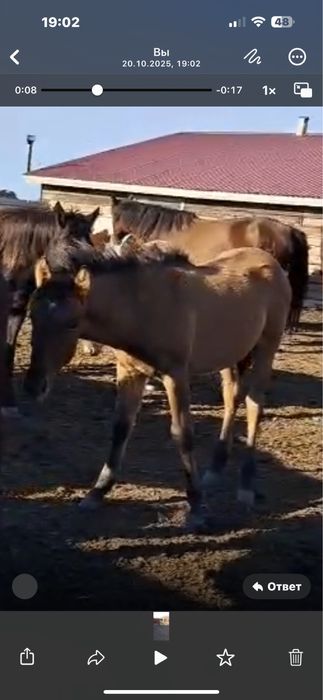 Продам  еркек жабағы  3 бас