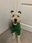 Ofer cazare animale/pet sitter pisici, hamsteri, FARA CAINI!!