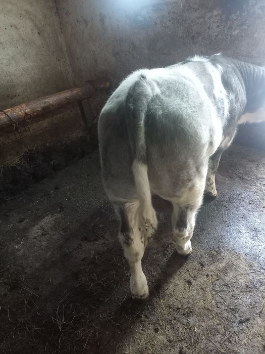 Viței Belgieni de calitate