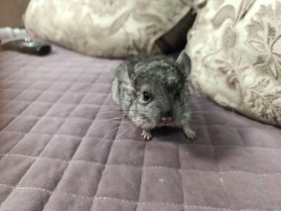 Продам шиншил 2 месячных и 1 годовалых!