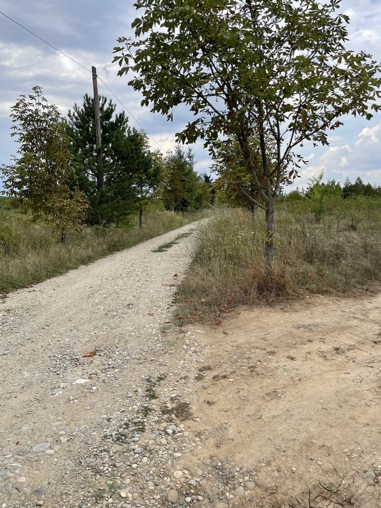 Vand 4000 mp Teren Peris/Balteni/Padurea Scrovistea