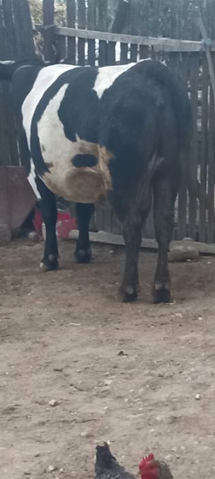 De vânzare vaca gestanta