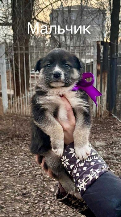 Милые карапузы ищут дом