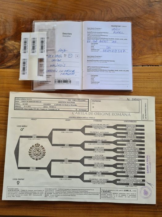 Câine Belgian Malinois