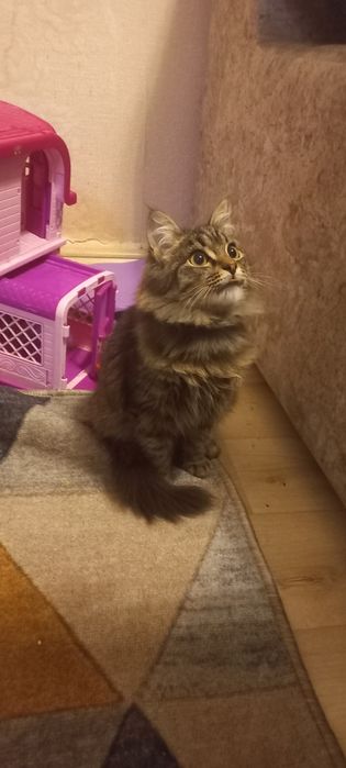 Котенок мальчик 4 месяца