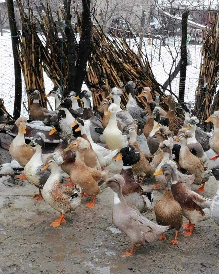 Oua de rata cu moț