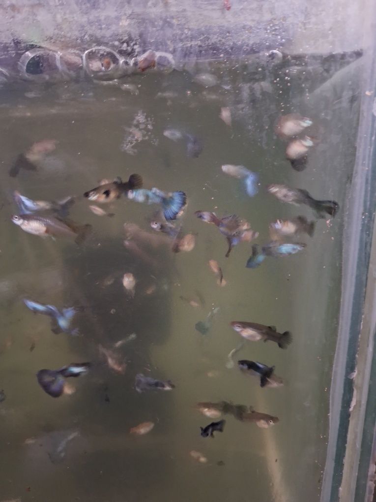 Pesti Gupy albaștri