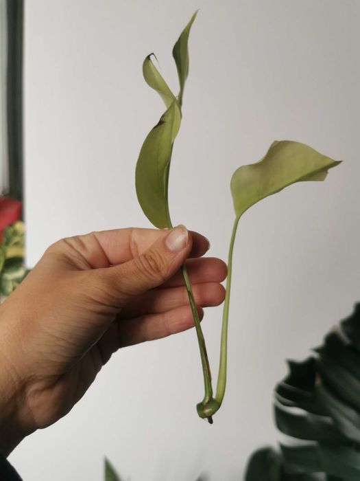 Monstera minima variegata / Rhaphidophora Tetrasperma variegata