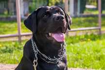 Dresaj canin disciplină,agresivitate si paza