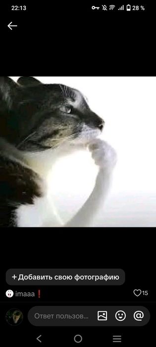 Кот который задумался о жизни