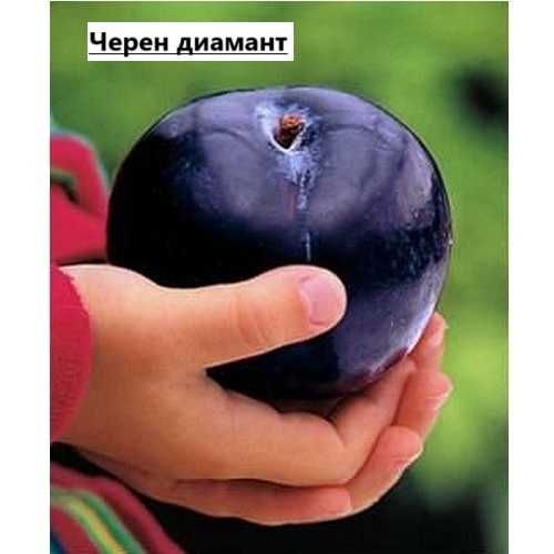 Слива - Анджелино , Черен диамант , Черен Сплендор и Слива - Ту-Сун