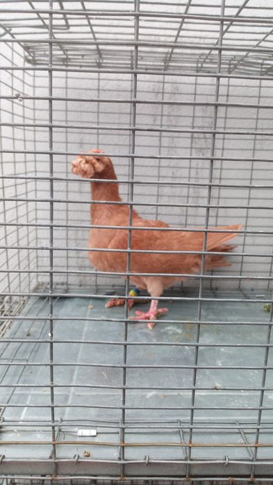 Mascul Galben Carunculat