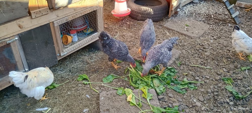 Cocos playmonth disponibil!!