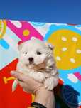 Asigur transport !!! Pui Bichon Maltez mini toy mascul alb perlat !!!