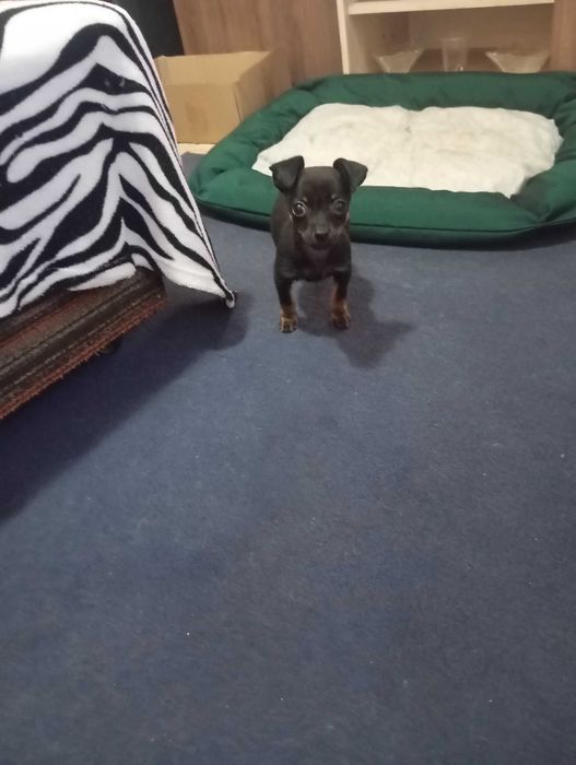 продавам мини чихопинчер