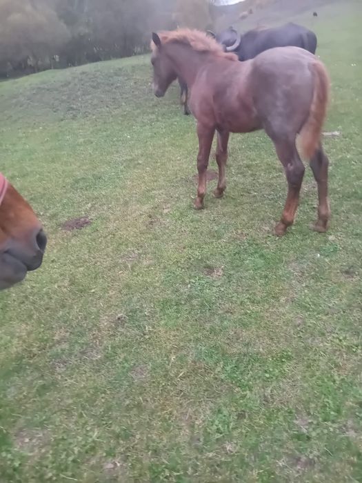 Vând mânz de 5 luni