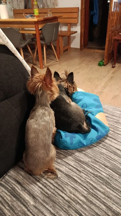 Urgent adoptie Yorkshire Terrier