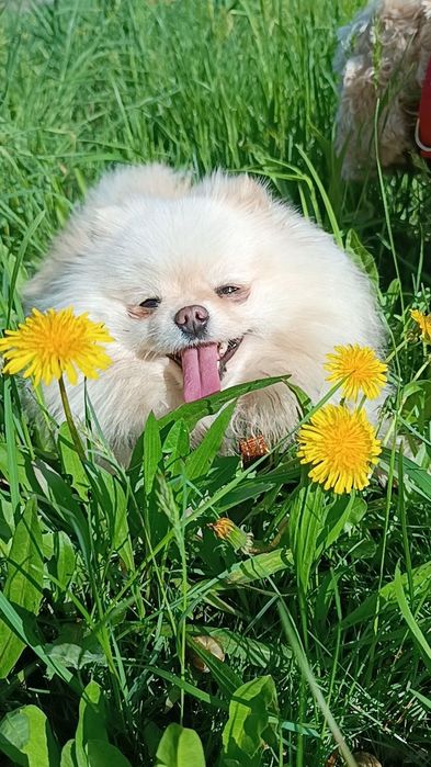 Великолепная девочка Миник померанский той с шикарной родословной