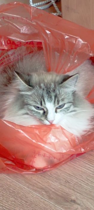 Отдам кошку Сибирской породы.