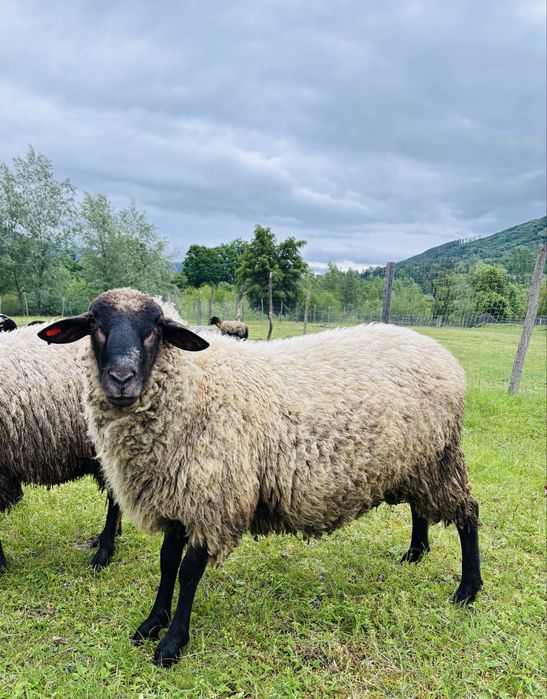 Vand berbec de 2 ani