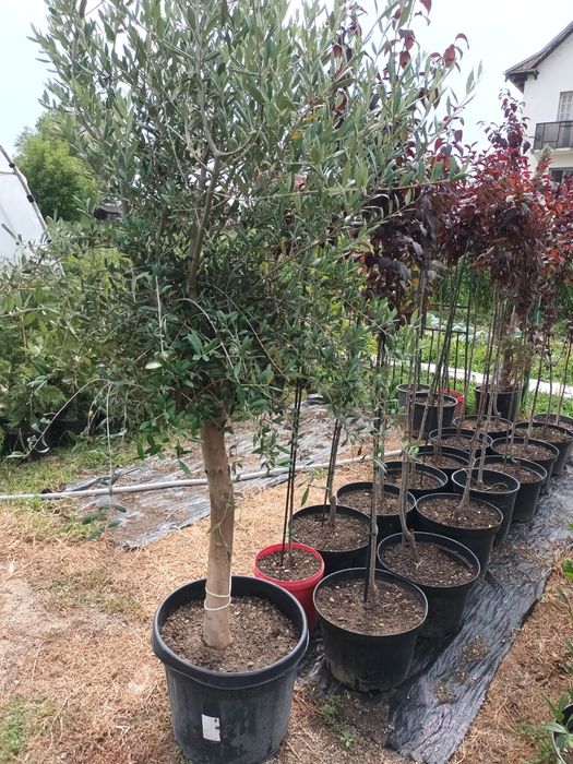 Plante ornamentale/ gard viu vesnic verde/ leylandii/ photinia/ prunus