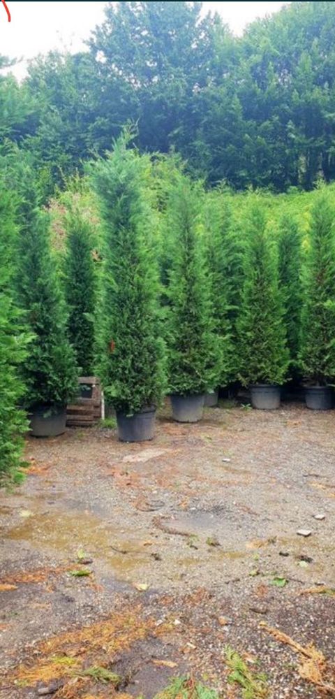 Vindem leylandii pentru gard viu