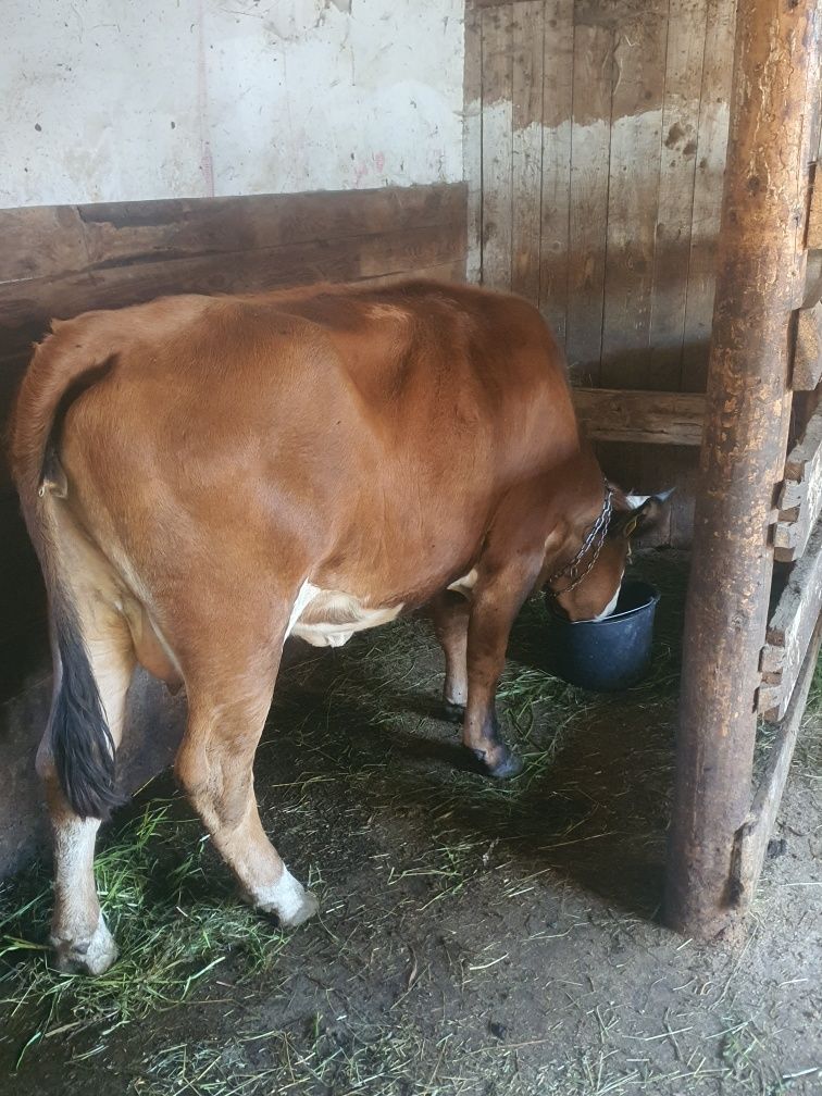 Junca la prima fatare cuminte la muls sau scimb cu vaci de abator .