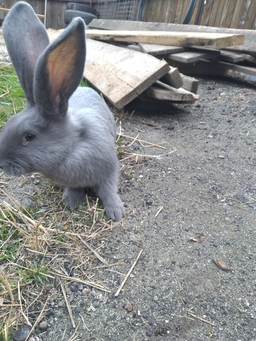 Iepuri fluture german