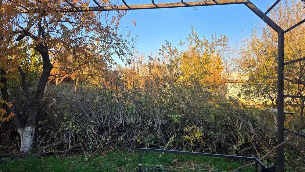 O'tin tekin (Дрова бесплатно)