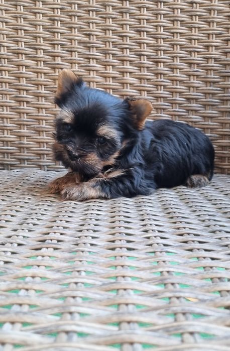 Йоркширски териер Бивър Blue Berry от родословни родители