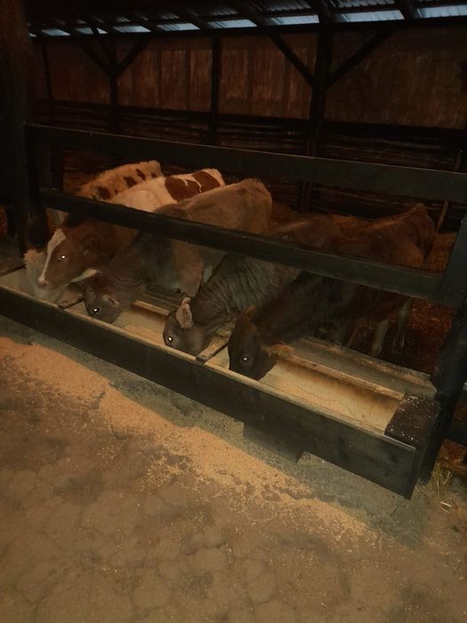 Vând viței înțărcați