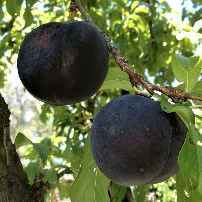 Prun Japonez  (Soiul Black Sun )