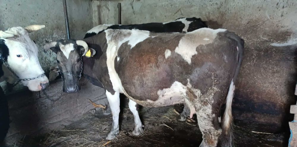 Vând vacă blândă.