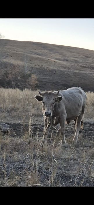 Бычок 1,5ка жайлауда жүрген мал семіз