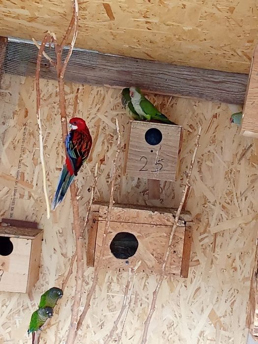 Vand papagali pyrurya pereche matura calugari si rosella standarď pena