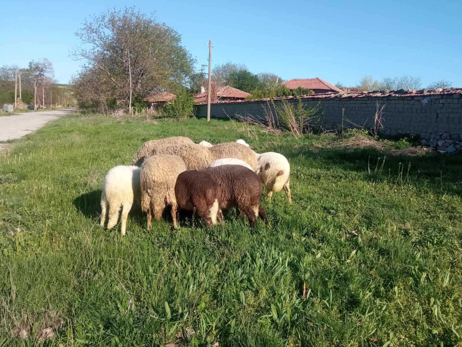 Продавам домашни агнета