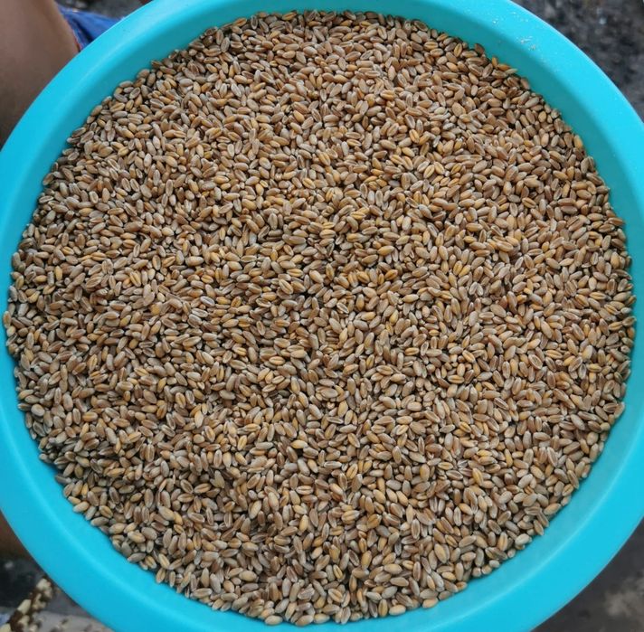 Vând sămânță de grâu Apache C1