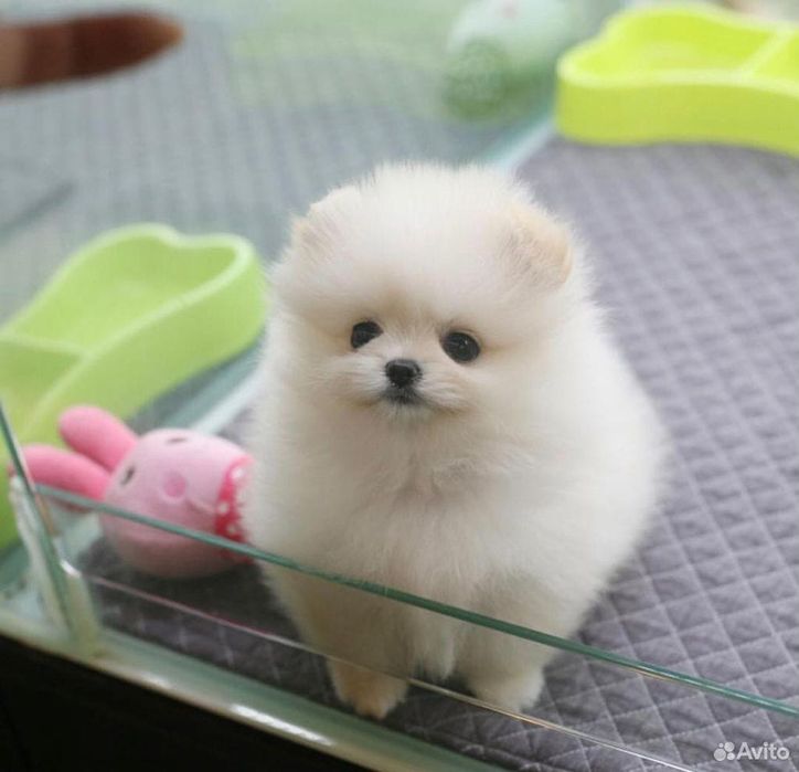 Померанский шпиц, помиранский