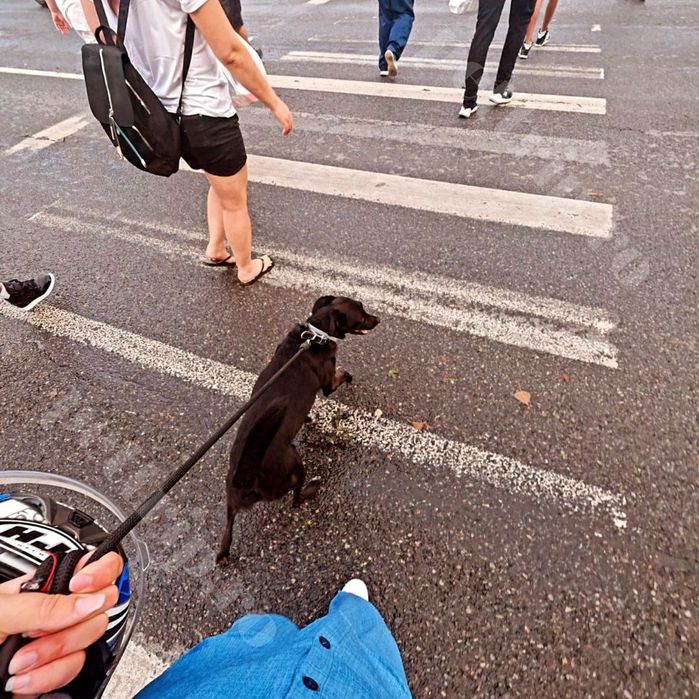Cazare animale/Pet sitter/Plimbare căței/Vizite