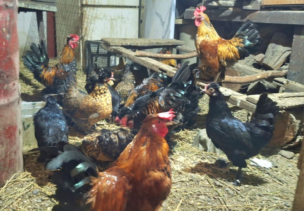 Карликовые куры парами или семейка