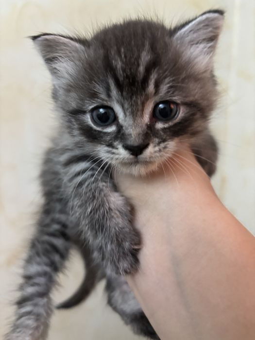 Отдам котенка в хорошие руки,девочка,примерно месяц,добрая,ласковая
