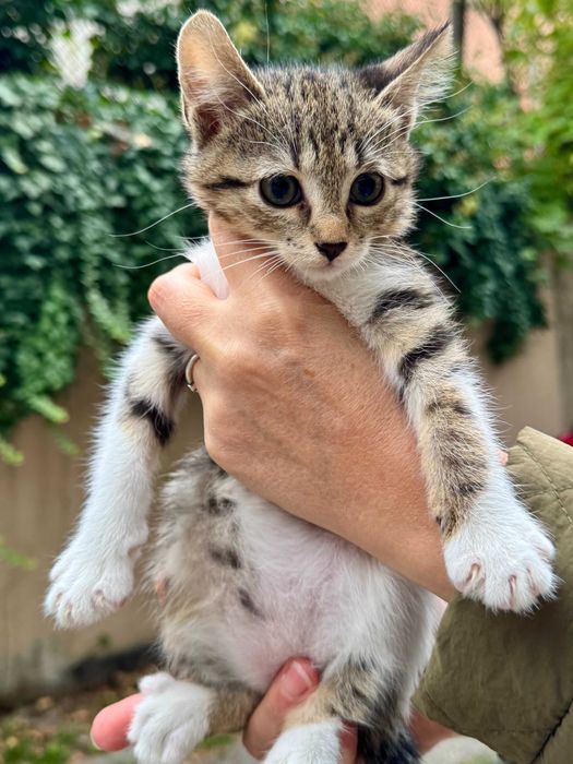 Подарявам коте на три месеца