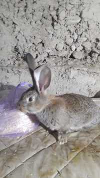 Продается кролики породы фландр  22январь родились